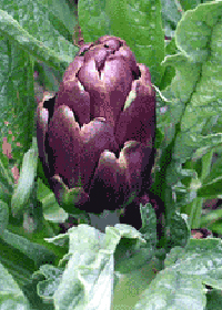 Cynara scolymus 'Violetta'